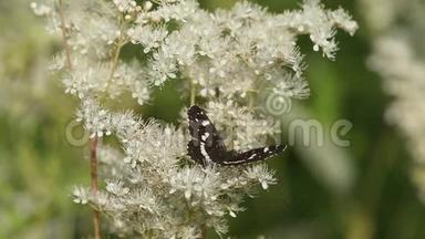 蝴蝶白上将(Limenitiscamilla)在蕨叶草的花朵上